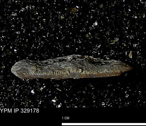 Pholidostrophia iowaensis