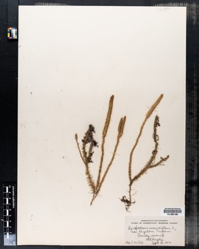 Lycopodium