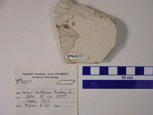 Sternoptychidae
