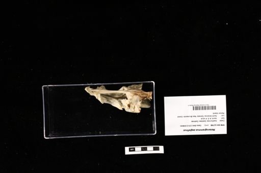 Melanogrammus aeglefinus