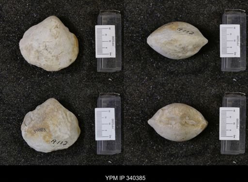 Protocardia texana