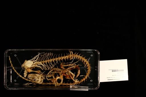 Hydrosaurus pustulatus