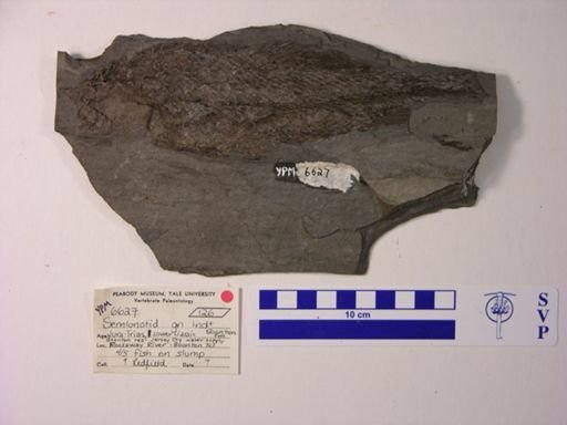 Semionotidae