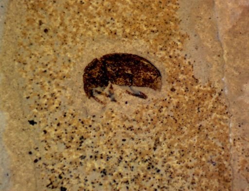 undet. Curculionidae