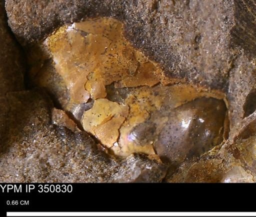 undet. Ammonoidea