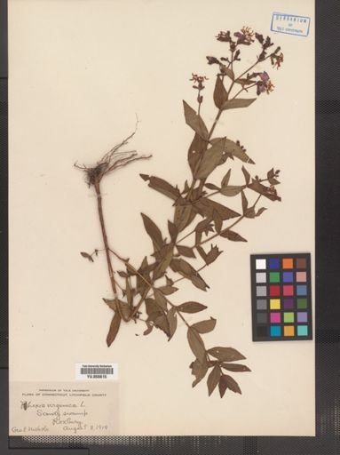 Rhexia virginica