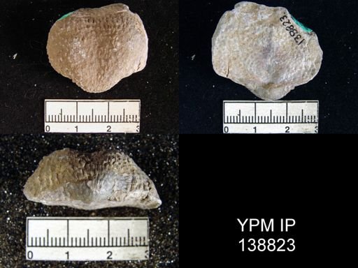 Productus (Waagenoconcha) abichi