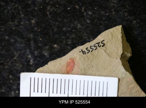 undet. Synziphosurina