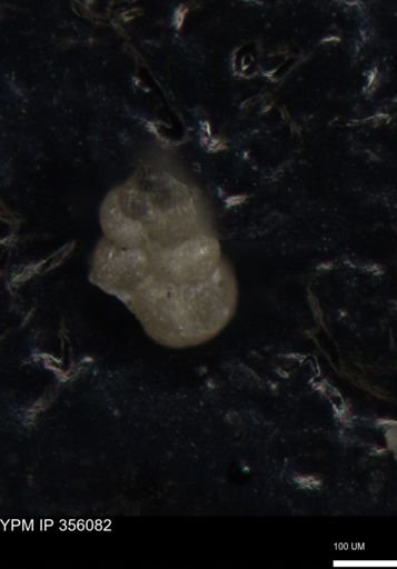 undet. Foraminiferida