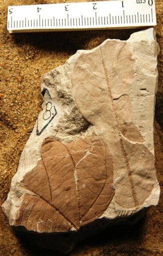 Alangium thomae