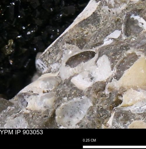 Corbulamella?