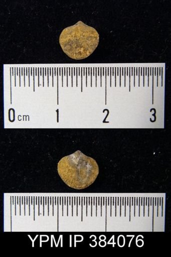 Atrypa reticularis
