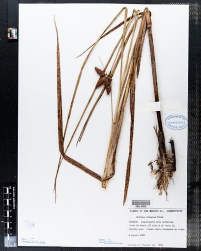 Scirpus robustus