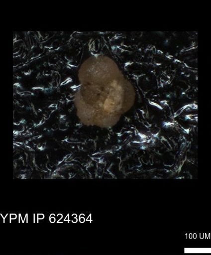 undet. Foraminiferida