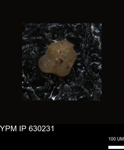 undet. Foraminiferida