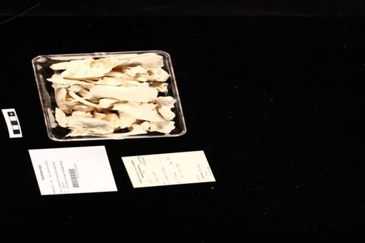 Geochelone nigra