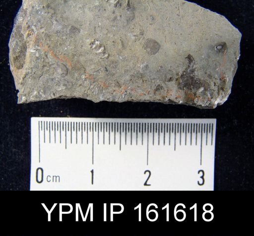 Pholidops gamachiana