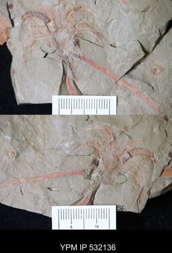 Furca sp.