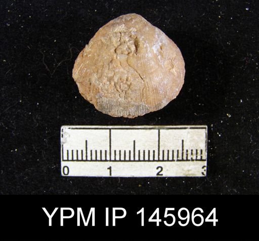 Derbya sp.