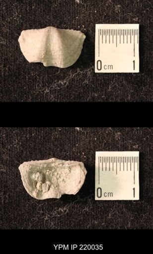 Chonetina flemingi alata