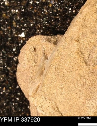 undet. Bivalvia