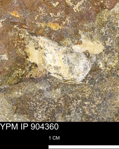 undet. Mollusca