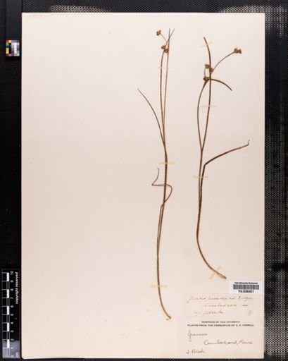 Juncus