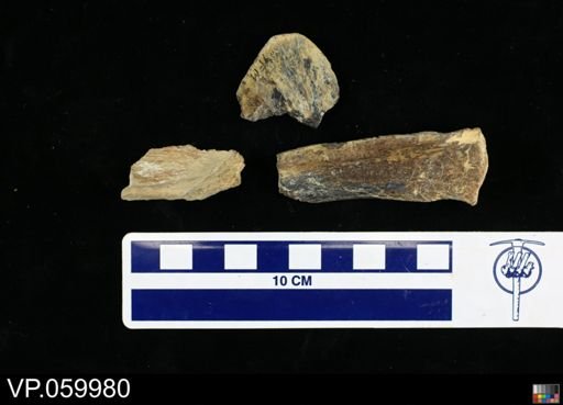 undet. Actinopterygii
