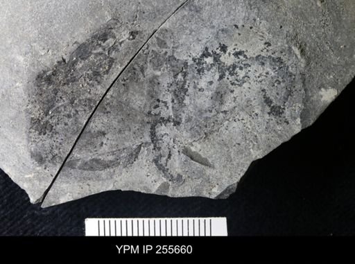 Eurypterida