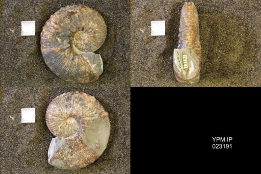 Jeletzkytes nebrascensis
