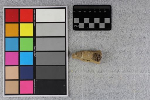 Mesohippus bairdi