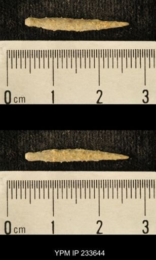 Archaeocidaris sp.