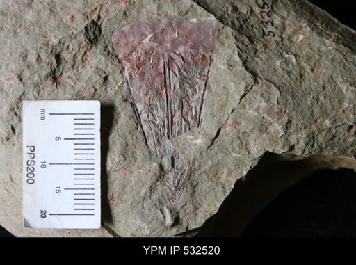 Eoconularia?