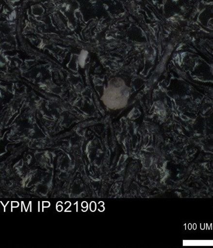 undet. Foraminiferida
