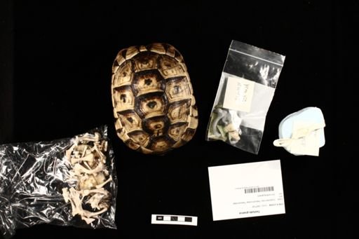 Testudo graeca