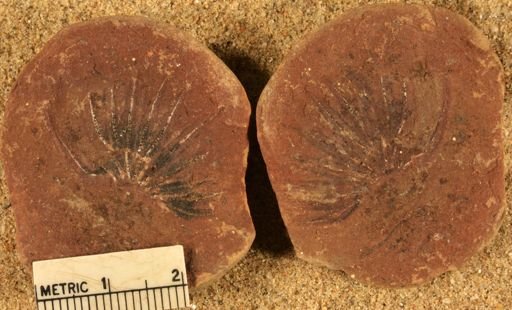 Annularia
