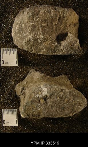 Proheliolites dubius