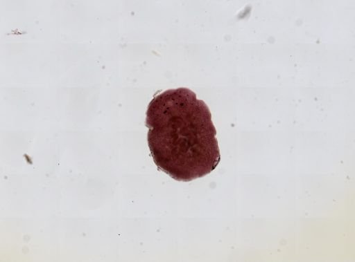 Stylochus ellipticus