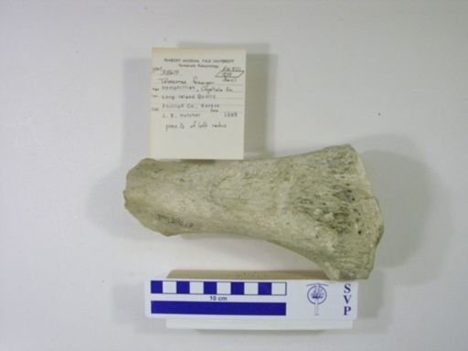 Teleoceras fossiger