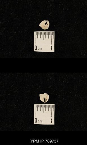 undet. Brachiopoda