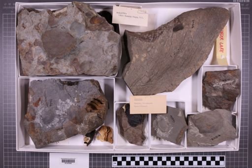 mixed taxa, stratigraphic collection