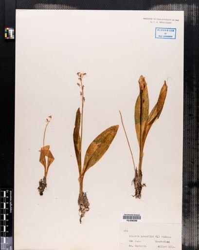 Liparis loeselii