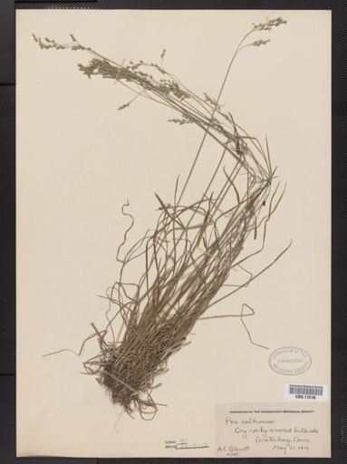 Poa saltuensis