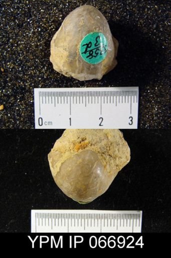 Gypidula comis
