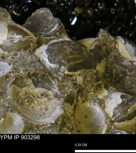 Corbulamella sp.