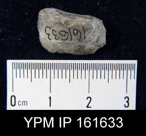 Lingula canadensis