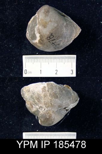 Meristella