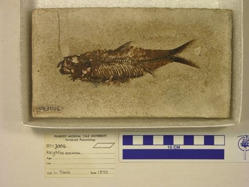 Knightia eocaena