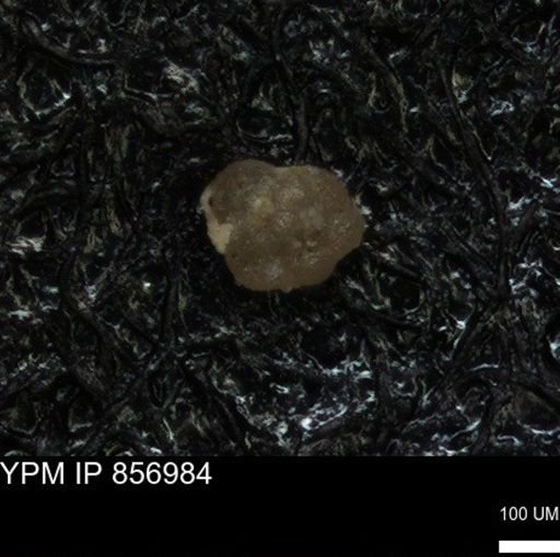undet. Foraminiferida