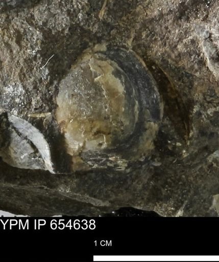 Bivalvia